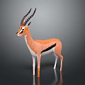 Gazelle With Brown And White Body Black Stripes Long Curved Horns Standing On Gray Background