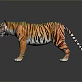 Realistic Tiger With Orange Black Striped Fur Standing Pose Against Dark Background With Reflection