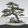 Pine Tree In Garden With Small Pagoda Rocks Green Grass White Wall And Gray Floor