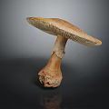 Brown Mushroom Close Up View With Broad Cap And Textured Stem On Dark Background