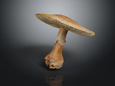 Brown Mushroom Close Up View With Broad Cap And Textured Stem On Dark Background 3d model