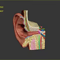 Detailed Ear Anatomy Model With Cross Section Showing Internal Structures And Parts