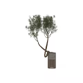 Elegant Modern Decorative Ornament Set with Green Plant Twisted Trunk and Gray Pot