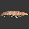 Vibrant Pink and Orange Mantis Shrimp with Segmented Body on Dark Background and Reflection