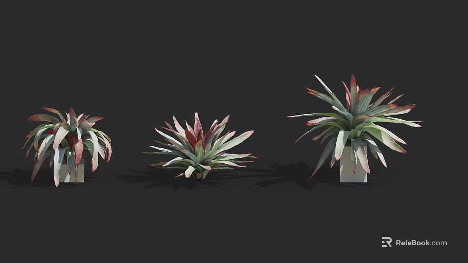 Leafy Shrubs with Red and Green Foliage in White Pots on Black Background 3d model 