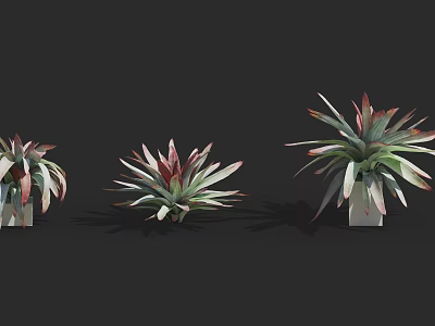 Leafy Shrubs with Red and Green Foliage in White Pots on Black Background 3d model