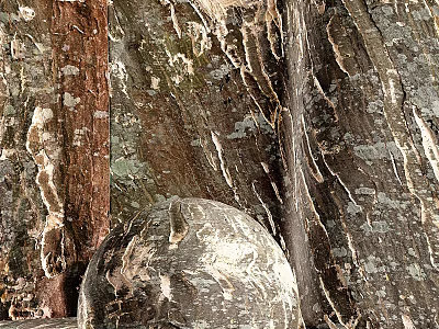 Natural Textures Of Tree Trunks And Coconut 3d model