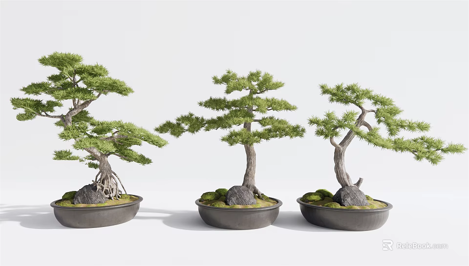 Three Decorative Bonsai Pine Plants In Black Pots With Stones And Moss 3d model 