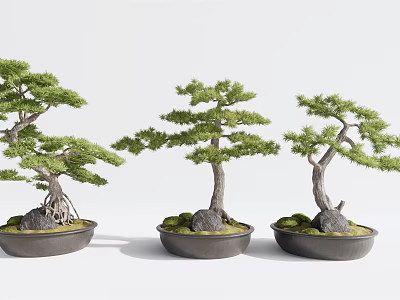 Three Decorative Bonsai Pine Plants In Black Pots With Stones And Moss 3d model