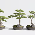 Three Decorative Bonsai Pine Plants In Black Pots With Stones And Moss