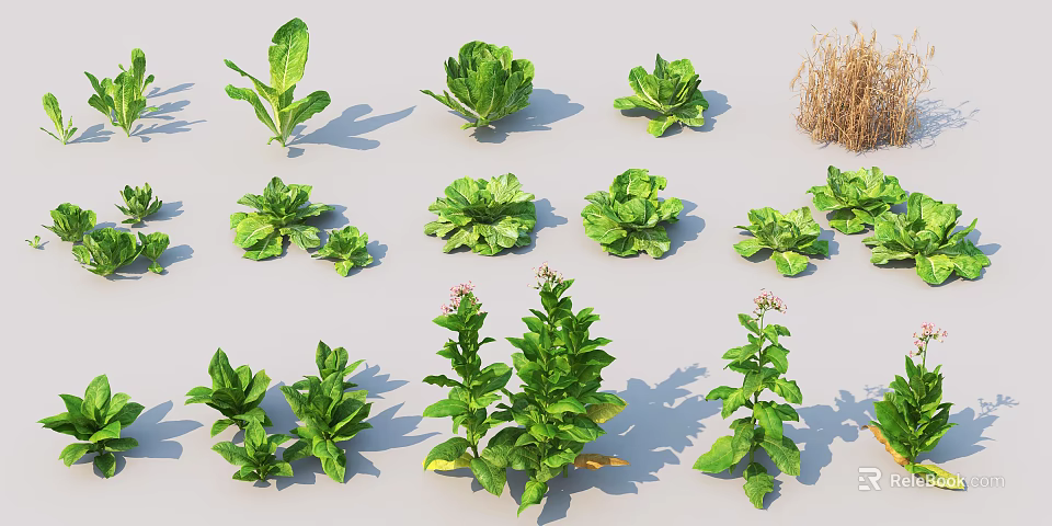 Various Fresh Green Leafy Vegetables With Different Plant Shapes And Textures 3d model 