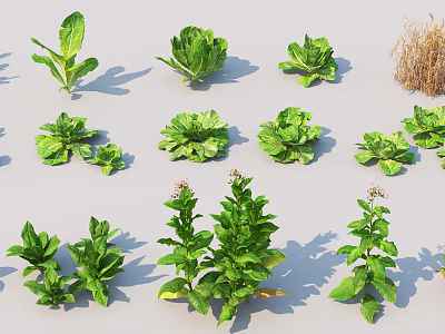 Various Fresh Green Leafy Vegetables With Different Plant Shapes And Textures 3d model