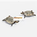 Two Reptile Turtles With Detailed Shell Patterns Crawling On White Background 3d model