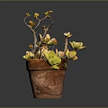 Succulent Plant in Terracotta Pot with Branches Bearing Yellowish Leaves on Dark Background