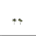 Tall Palm Trees Displaying Green Fronds And Brown Trunks Single And Clustered