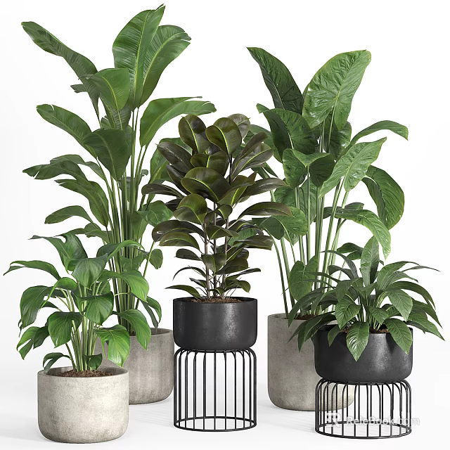 Potted Bonsai Plants With Large Green Leaves And Black Metal Stand Pots 3d model 