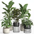 Potted Bonsai Plants With Large Green Leaves And Black Metal Stand Pots