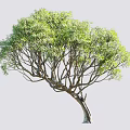 Lush Tall Tree with Dense Green Foliage and Curved Trunk with Small Silhouette