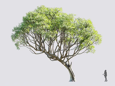 Lush Tall Tree with Dense Green Foliage and Curved Trunk with Small Silhouette 3d model