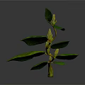 Green Plant Branch with Tender Leaves and Fresh Buds on White Background