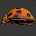 Orange Black Spotted Ladybug Detailed Close Up View With Shiny Exoskeleton