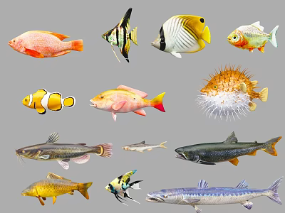 Vibrant Aquatic Animals Showcasing Various Species Colorful Hues And Unique Shapes 3d model