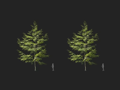 Two Arbors With Lush Green Foliage And Slender Trunk Human Figure for Scale 3d model