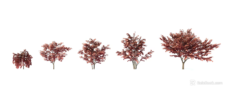 Red Leaf Arbor Trees in Various Sizes for Ornamental Garden Landscaping 3d model 
