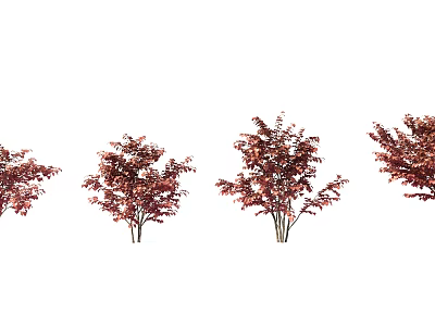 Red Leaf Arbor Trees in Various Sizes for Ornamental Garden Landscaping 3d model