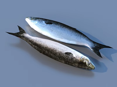 Two Fish As Aquatic Animals With Silver And Darker Bodies Black Tails And Shiny Scales 3d model