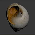 Cochlea Organ Structure With Hair Like Textures On Natural Shell Surface 3d model