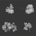 Three White Trees With Dark Background And Reflections In Studio
