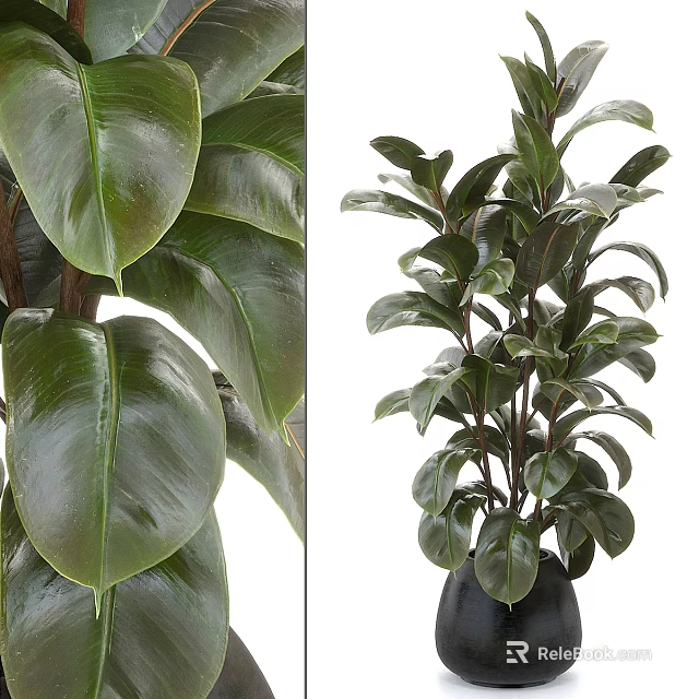 Tall Lush Potted Plant With Large Glossy Green Leaves For Indoor Decoration 3d model 