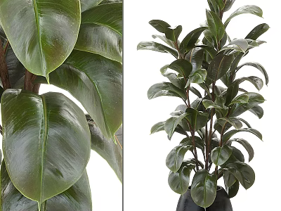 Tall Lush Potted Plant With Large Glossy Green Leaves For Indoor Decoration 3d model