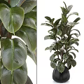 Tall Lush Potted Plant With Large Glossy Green Leaves For Indoor Decoration