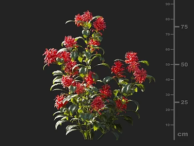 Vibrant Red Blooming Flowers With Lush Green Leaves In Garden Plant 3d model