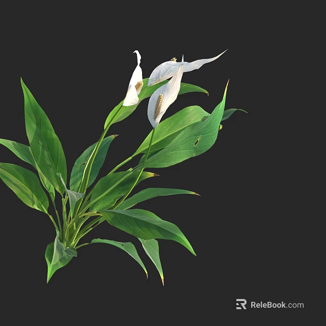 Lush Green Leafy Plant With Elegant White Flowers And Vibrant Foliage 3d model 