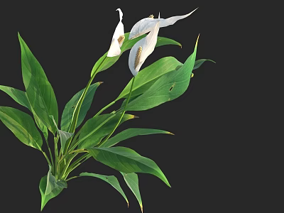 Lush Green Leafy Plant With Elegant White Flowers And Vibrant Foliage 3d model