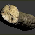 Natural Tree Trunk Plant with Weathered Texture and Brown Green Hues on Dark Reflective Surface