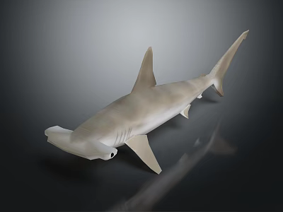 Hammerhead Shark Model With Light Colored Body And Hammer Shaped Head On Dark Background 3d model