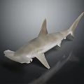 Hammerhead Shark Model With Light Colored Body And Hammer Shaped Head On Dark Background