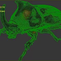 Rhinoceros Beetle With Large Horn Red Black Shiny Exoskeleton And Body Details On Dark Background