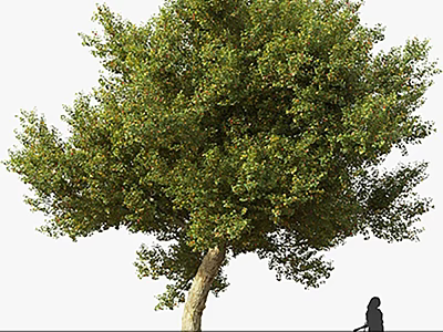 Lush Green Arbor With Thick Trunk And Person Silhouette In Background 3d model