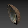 Fresh Edible Abalone With Iridescent Shell And Natural Seafood Delicacy