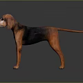 Brown and Black Dog with Long Floppy Ears Standing on Reflective Surface against Grey Background