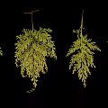 Hanging Fern Plants With Green And Yellow Fronds On Black Background