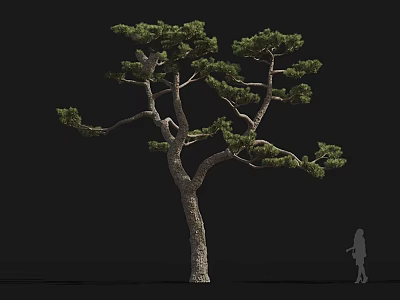 Tall Mature Arbor Tree With Thick Trunk Lush Branches And Human Silhouette For Size Reference 3d model
