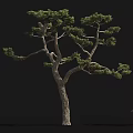 Tall Mature Arbor Tree With Thick Trunk Lush Branches And Human Silhouette For Size Reference