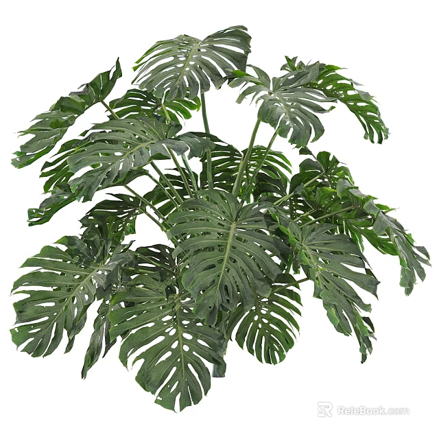Tropical Monstera Plant with Large Green Leaves and Distinctive Holes for Indoor Decoration 3d model 