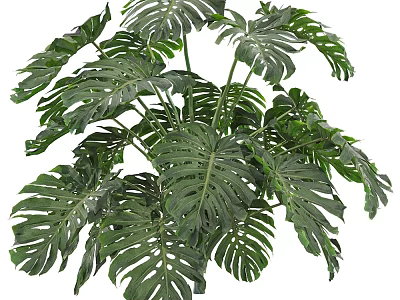 Tropical Monstera Plant with Large Green Leaves and Distinctive Holes for Indoor Decoration 3d model